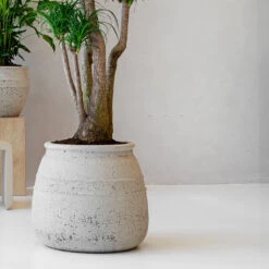 Hestia Mediterranean Planter - Chalk White -Hortology Plants Shop Hestia Mediterranean Planter Chalk White Lifestyle