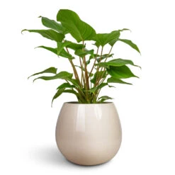 Nova Plant Pot - Cream 11 Nova Plant Pot - Cream -Hortology Plants Shop Homalomena rubescens Maggy Shield Plant 13x40cm Nova Plant Pot Cream 23x18cm ee695a98 87d2 466d b95f d33d9d92e55d