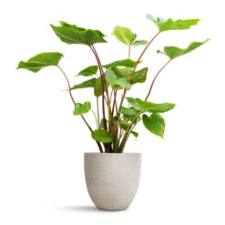 Homalomena Rubescens Maggy - Shield Plant -Hortology Plants Shop Homalomena rubescens Maggy Shield Plant 19x70cm Mini Jesslyn Plant Pot Grey Washed 25x21cm