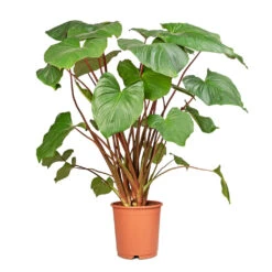 Homalomena Rubescens Maggy - Shield Plant -Hortology Plants Shop Homalomena rubescens Maggy Shield Plant 24x100cm 2