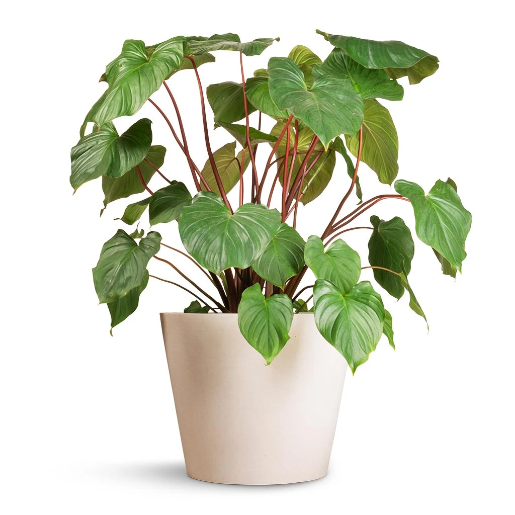 Bucket Refined Planter - Natural White 4 Bucket Refined Planter - Natural White - Image 2
