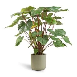 Homalomena Rubescens Maggy - Shield Plant -Hortology Plants Shop Homalomena rubescens Maggy Shield Plant 24x70cm Lisbon Plant Pot Sage 26x26cm