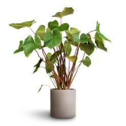 Homalomena Rubescens Maggy - Shield Plant -Hortology Plants Shop Homalomena rubescens Maggy Shield Plant 24x70cm Max Refined Planter Clouded Grey 1