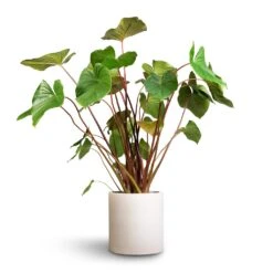Homalomena Rubescens Maggy - Shield Plant -Hortology Plants Shop Homalomena rubescens Maggy Shield Plant 24x70cm Max Refined Planter Natural White 1