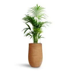 Howea - Kentia Palm - HydroCare 32 Howea - Kentia Palm - HydroCare -Hortology Plants Shop Howea Kentia Palm HydroCare Dune Partner Planter Almond