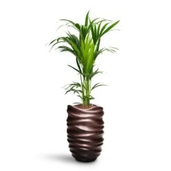 Howea - Kentia Palm - HydroCare 30 Howea - Kentia Palm - HydroCare -Hortology Plants Shop Howea Kentia Palm HydroCare Gradient Lee Partner Planter Matt Coffee