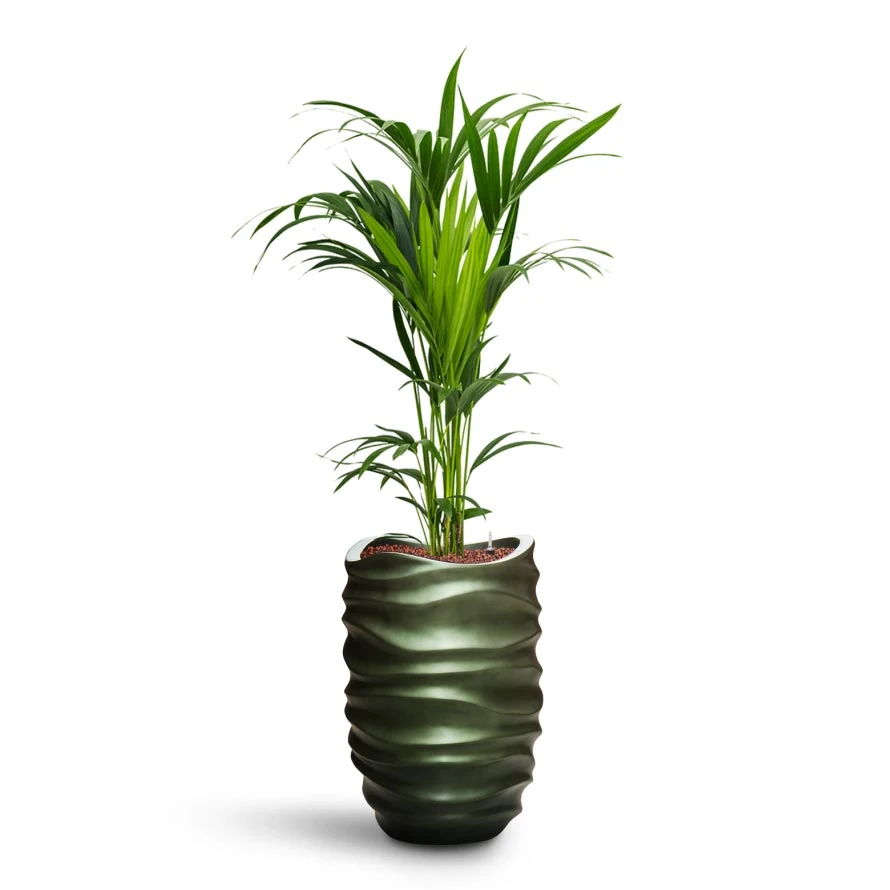 Howea - Kentia Palm - HydroCare 19 Howea - Kentia Palm - HydroCare - Image 17