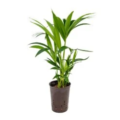 Howea - Kentia Palm - HydroCare 41 Howea - Kentia Palm - HydroCare -Hortology Plants Shop Howea Kentia Palm Hydroculture 15 19x60cm