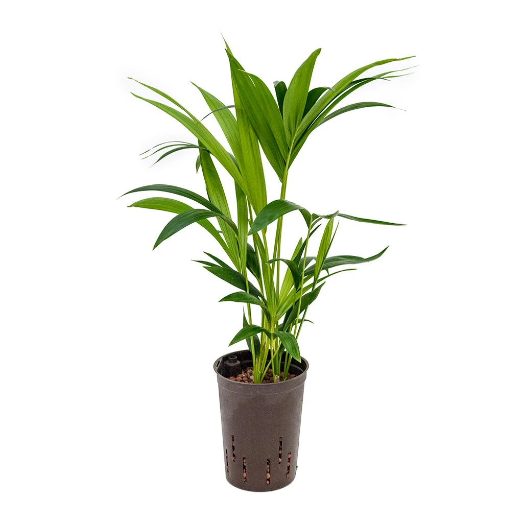 Howea - Kentia Palm - HydroCare 22 Howea - Kentia Palm - HydroCare - Image 20