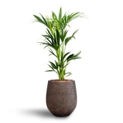 Howea - Kentia Palm - HydroCare 25 Howea - Kentia Palm - HydroCare -Hortology Plants Shop Howea Kentia Palm Hydroculture 18 19 x 100cm Opus Hit Darcy Planter Gold 38 x 42cm