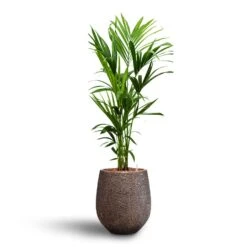 Howea - Kentia Palm - HydroCare 37 Howea - Kentia Palm - HydroCare -Hortology Plants Shop Howea Kentia Palm Hydroculture 18 19 x 120cm Opus Hit Darcy Planter Gold 38 x 42cm