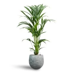 Howea - Kentia Palm - HydroCare 31 Howea - Kentia Palm - HydroCare -Hortology Plants Shop Howea Kentia Palm Hydroculture 19 17 x 90cm Ryan Plant Pot White Black 26 x 26cm