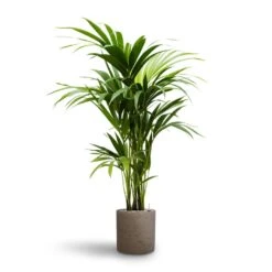 Howea - Kentia Palm - HydroCare 39 Howea - Kentia Palm - HydroCare -Hortology Plants Shop Howea Kentia Palm Hydroculture 19 18 x 100cm Puk Rough Planter Grey Washed 25cm x 25cm