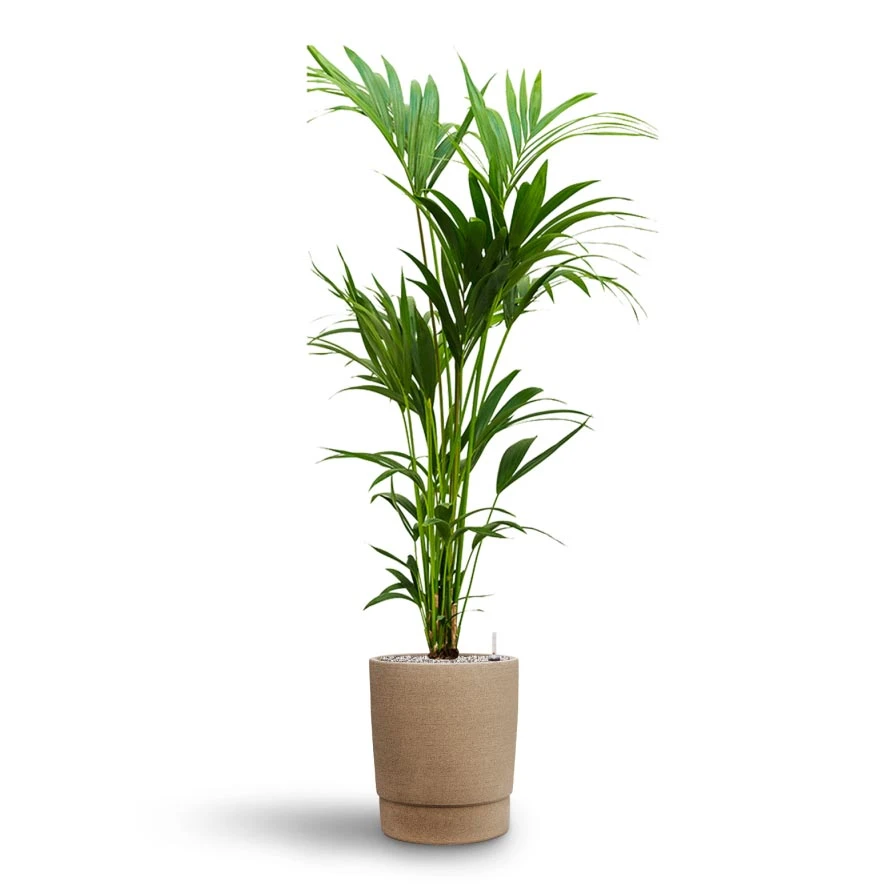 Howea - Kentia Palm - HydroCare 21 Howea - Kentia Palm - HydroCare - Image 19