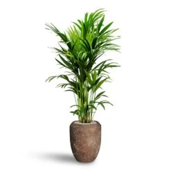 Howea - Kentia Palm - HydroCare 27 Howea - Kentia Palm - HydroCare -Hortology Plants Shop Howea Kentia Palm Hydroculture 27 26 x 150cm Polystone Coated Plain Coppa Planter Rock 45 x 55cm