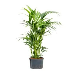 Howea - Kentia Palm - HydroCare 36 Howea - Kentia Palm - HydroCare -Hortology Plants Shop Howea Kentia Palm Hydroculture 28 19x100cm
