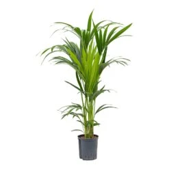 Howea - Kentia Palm - HydroCare 33 Howea - Kentia Palm - HydroCare -Hortology Plants Shop Howea Kentia Palm Hydroculture Indoor Plant 120cm