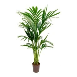 Howea - Kentia Palm - HydroCare 34 Howea - Kentia Palm - HydroCare -Hortology Plants Shop Howea Kentia Palm Hydroculture Indoor Plant 140cm