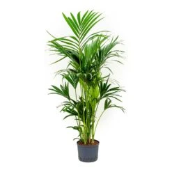 Howea - Kentia Palm - HydroCare 26 Howea - Kentia Palm - HydroCare -Hortology Plants Shop Howea Kentia Palm Indoor Plant Hydroculture 25 19 150cm