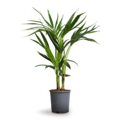 Howea Forsteriana - Kentia Palm -Hortology Plants Shop Howea forsteriana Kentia Palm 17x70cm