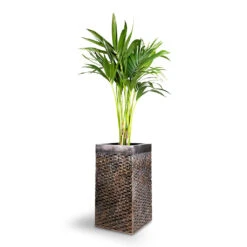 Howea Forsteriana - Kentia Palm -Hortology Plants Shop Howea forsteriana Kentia Palm 21x100cm Luxe Lite Layer Square Planter Bronze 27x27x50cm 1 932ca657 2631 4f07 a10f 66b9f355ce06