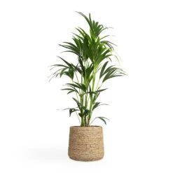 Patt Plant Pot - Straw Grass -Hortology Plants Shop Howea forsteriana Kentia Palm 24x130cm Patt Plant Pot Straw Grass 35x30cm 149f3fd2 1d6b 46bb b33a 11f2153006d4