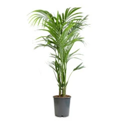 Howea Forsteriana - Kentia Palm -Hortology Plants Shop Howea forsteriana Kentia Palm 24x140cm
