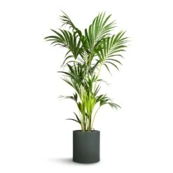 Howea Forsteriana - Kentia Palm -Hortology Plants Shop Howea forsteriana Kentia Palm 24x140cm Max Refined Planter Pine Green 29x29.5cm
