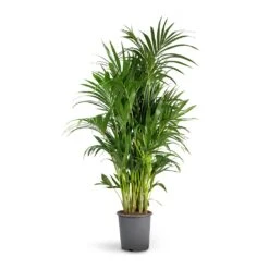 Howea Forsteriana - Kentia Palm -Hortology Plants Shop Howea forsteriana Kentia Palm 27x150cm b308ec08 0cce 4f4f acf8 35138eebfc3a