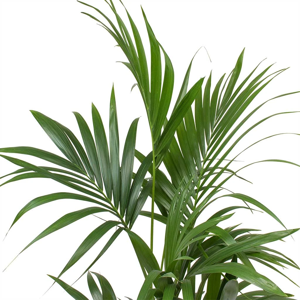 Howea - Kentia Palm - HydroCare 5 Howea - Kentia Palm - HydroCare - Image 3
