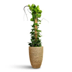 Ben Plant Pot - Straw Grass -Hortology Plants Shop Hoya australis Common Wax Flower Column 24x120cm Ben Plant Pot Straw Grass 30x41cm bdda1e75 71b9 4bda 8c0b 49dd9612958a