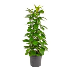 Hoya Australis - Common Wax Flower - Column -Hortology Plants Shop Hoya australis Common Wax Flower Column Small