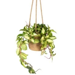 Hoya Carnosa Tricolor - Wax Plant -Hortology Plants Shop Hoya carnosa Tricolor Wax Plant 12x20cm Igmar Hanging Plant Basket Natural 17x14cm