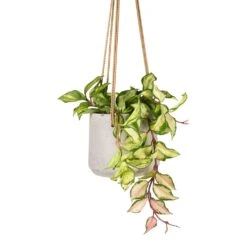 Patt Hanging Plant Pot - Grey Washed -Hortology Plants Shop Hoya carnosa Tricolor Wax Plant 12x20cm Patt Hanging Plant Pot Grey Washed 17x14cm ee4d3ed1 3046 4f3b abc3 e7eeb2e20dad