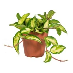 Hoya Carnosa Tricolor - Wax Plant -Hortology Plants Shop Hoya carnosa Tricolor Wax Plant Small