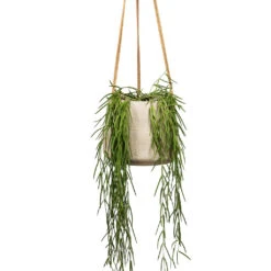 Hoya Linearis - Linear Porcelain Plant 14 Hoya Linearis - Linear Porcelain Plant -Hortology Plants Shop Hoya linearis Linear Porcelain Plant 12x35cm Patt Hanging Plant Pot Grey Washed 20x17cm 2