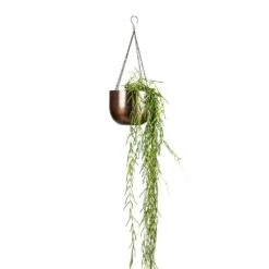 Hoya Linearis - Linear Porcelain Plant 16 Hoya Linearis - Linear Porcelain Plant -Hortology Plants Shop Hoya linearis Linear Porcelain Plant 14x40cm Mayfair Hanging Plant Pot Mocha 21x16cm