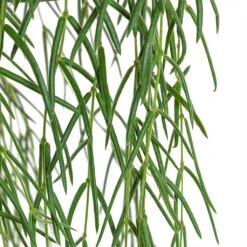 Hoya Linearis - Linear Porcelain Plant 12 Hoya Linearis - Linear Porcelain Plant -Hortology Plants Shop Hoya linearis Linear Porcelain Plant Close Up