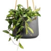 Hoya Rosita - Tropical Wax Plant 1 Hoya Rosita - Tropical Wax Plant -Hortology Plants Shop Hoya rosita Tropical Wax Plant 14x20cm Patt Hanging Plant Pot Black Washed 20x17cm 2