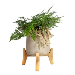 Humata Tyermannii - White Rabbit's Foot Fern 16 Humata Tyermannii - White Rabbit's Foot Fern -Hortology Plants Shop Humata tyermannii White Rabbit s Foot Fern 17x35cm Patt Plant Pot Low Stand Grey Washed 28x29cm 1
