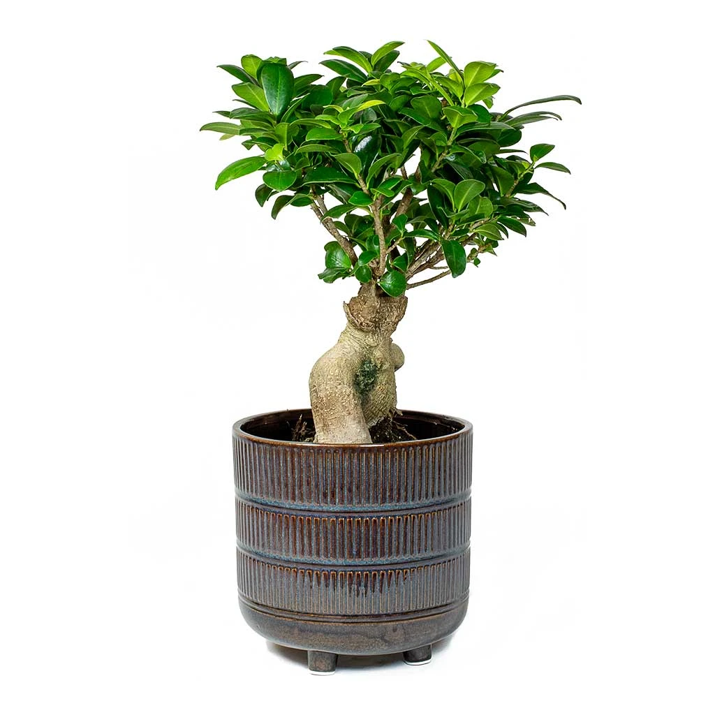 Ficus Ginseng - Indian Laurel 20 Ficus Ginseng - Indian Laurel - Image 18