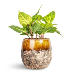 Lindy Plant Pot - Ochre 29 Lindy Plant Pot - Ochre -Hortology Plants Shop Iresine herbstii Rich Goldstar Yellow Bloodleaf 13x25cm Lindy Plant Pot Ochre 16x13cm 1