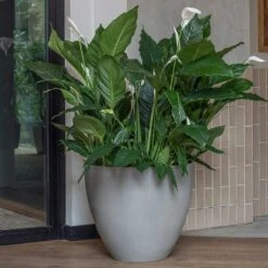 Jesslyn Refined Planter - Clouded Grey 13 Jesslyn Refined Planter - Clouded Grey -Hortology Plants Shop Jesslyn Refined Planter Clouded Grey Peace Lillies
