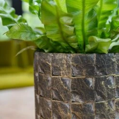 Jim Plant Pot - Earth 16 Jim Plant Pot - Earth -Hortology Plants Shop Jim Earth 5