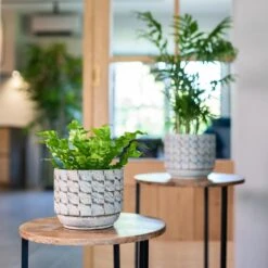 Jim Plant Pot - Shell -Hortology Plants Shop Jim Shell 3