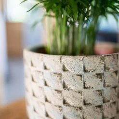 Jim Plant Pot - Shell -Hortology Plants Shop Jim Shell 6