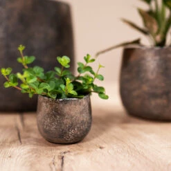 Jules Plant Pot - Smoked Earth 21 Jules Plant Pot - Smoked Earth -Hortology Plants Shop Jules earth 03