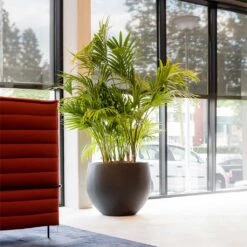 Jumbo Orb Natural Planter - Black 12 Jumbo Orb Natural Planter - Black -Hortology Plants Shop Jumbo Orb Natural Orb Planter Black Kentia Palm fff74497 414d 4847 8a48 48dbd3cf1160