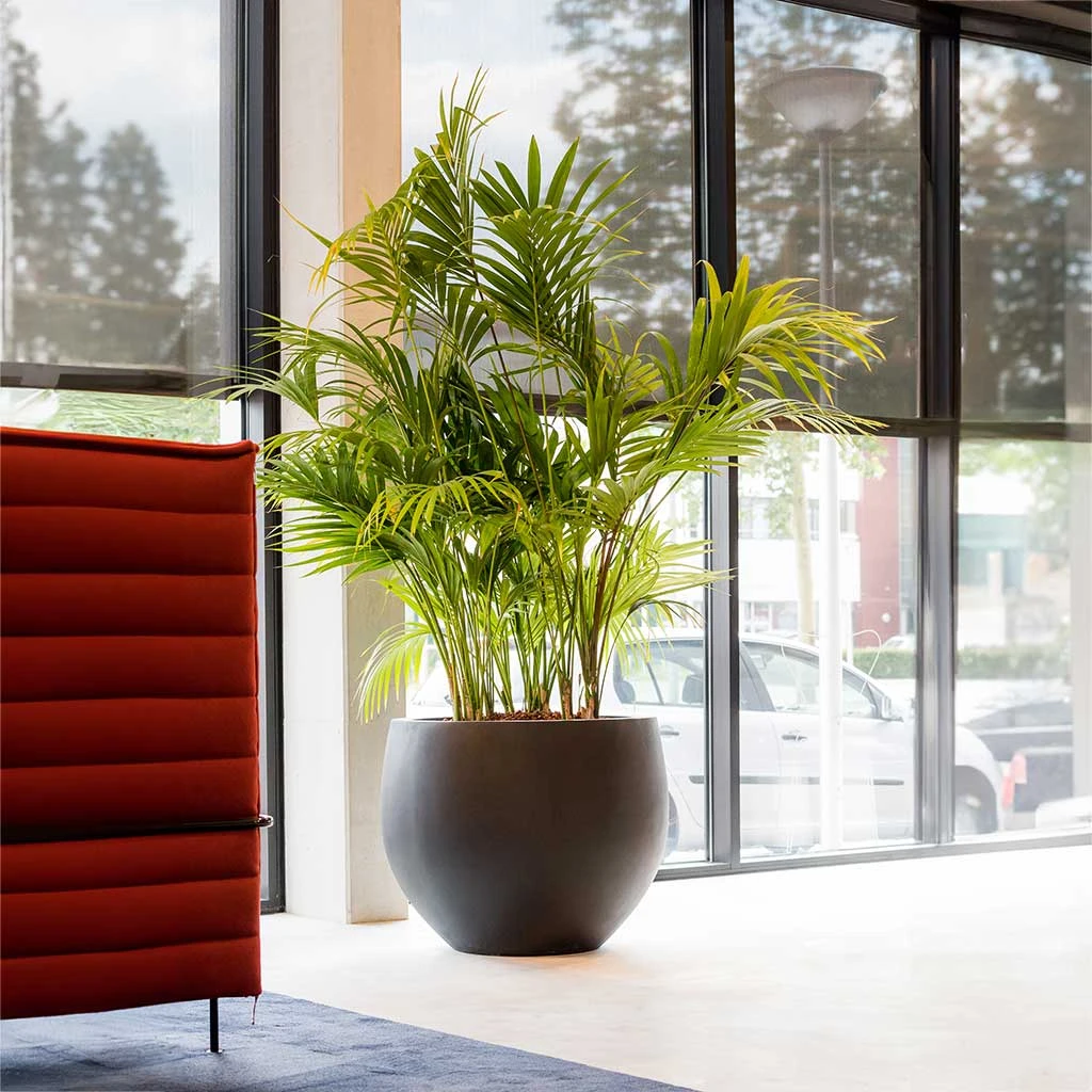 Jumbo Orb Natural Planter - Black 5 Jumbo Orb Natural Planter - Black - Image 3