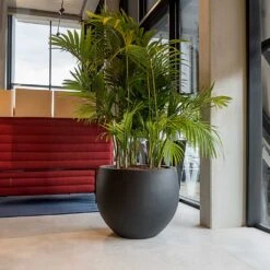 Jumbo Orb Natural Planter - Black 15 Jumbo Orb Natural Planter - Black -Hortology Plants Shop Jumbo Orb Natural Orb Planter Black Office Palm